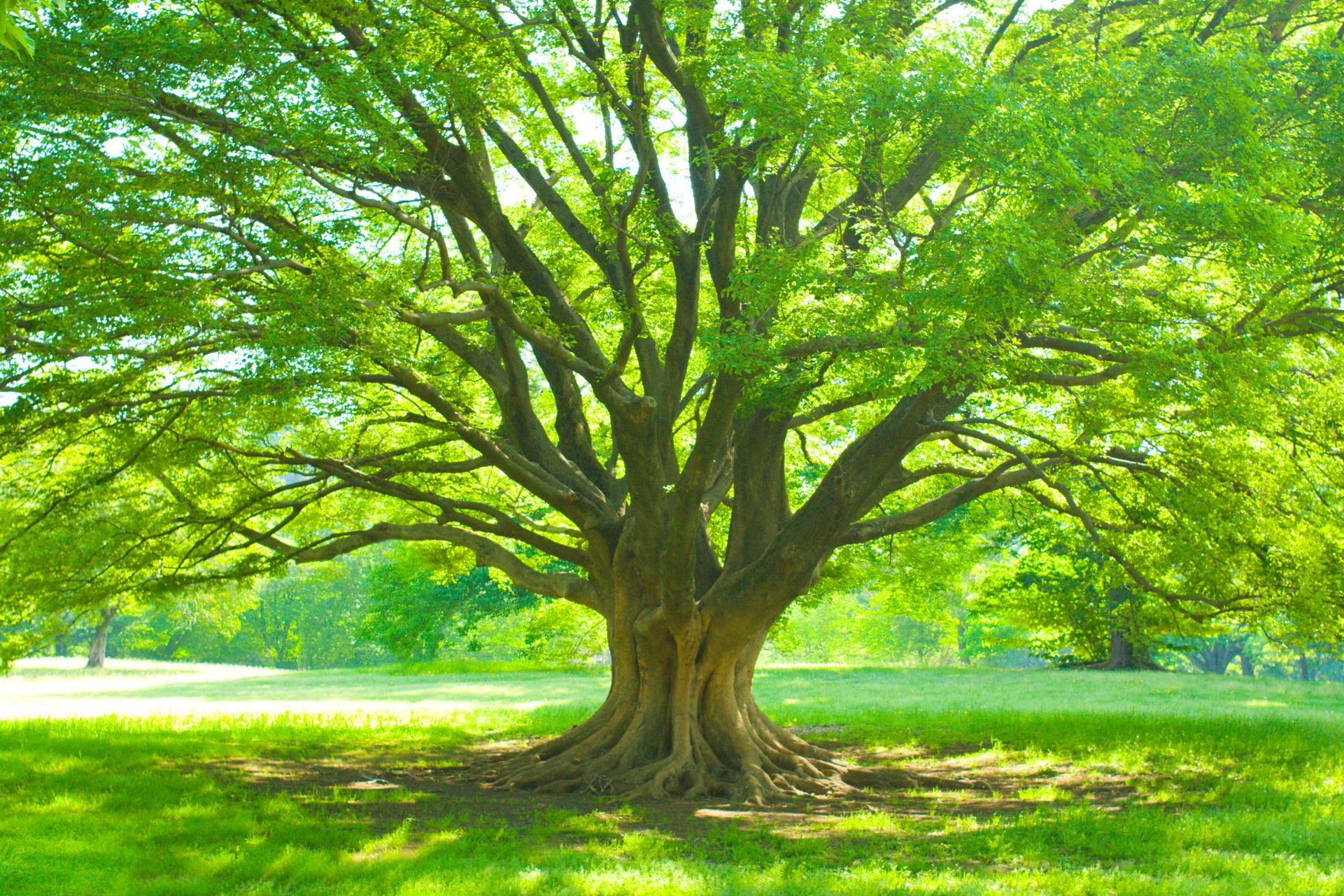 Deep Root Fertilization: Maximizing Tree Health