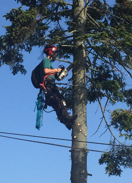 Tree Trimming Benefits: Health, Safety, Aesthetic Appeal